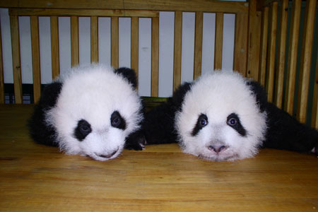 投身社會公益活動，東芝連續(xù)四次獲得光明公益獎